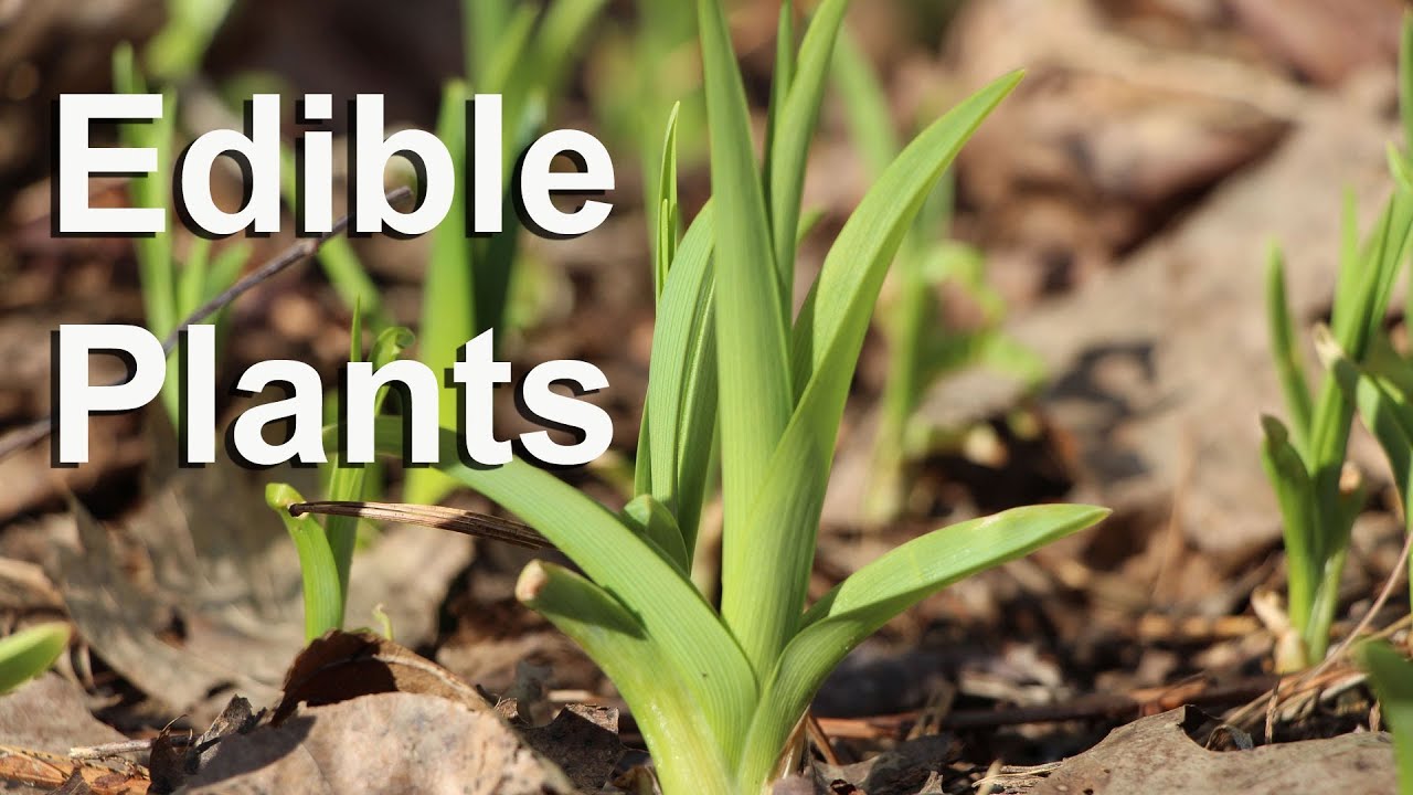 Top 10 Most Popular Edible Plants for a Minnesota Food Forest - Edible ...