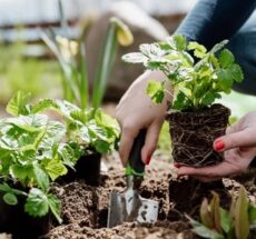 companion planting